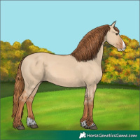 Horse Color:Red Dun Splash 