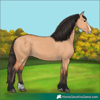 Horse Color:Bay Dun Splash 