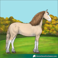 Horse Color:Red Dun Splash 