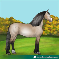 Horse Color:Gray Bay Dun Splash 