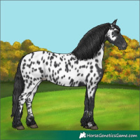 Horse Color:Black Appaloosa 