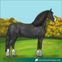 Horse Color:Black Appaloosa 