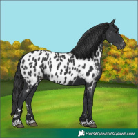 Horse Color:Black Appaloosa 