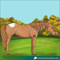 Horse Color:Chestnut Appaloosa 