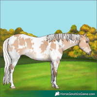 Horse Color:White Spotted Silver Bay Dun 