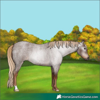 Horse Color:Gray Red Roan 