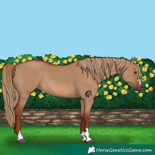 Horse Color:Red Dun Rabicano