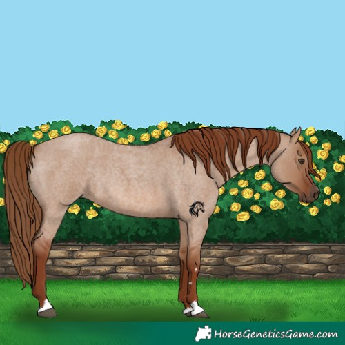 Horse Color:Red Dun Roan Rabicano 