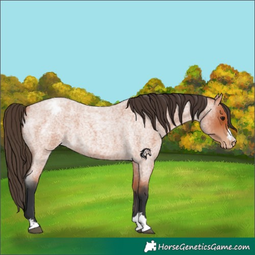 Horse Color:Bay Roan Appaloosa 