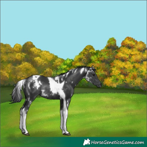 Horse Color:White Spotted Black Tobiano Rabicano 