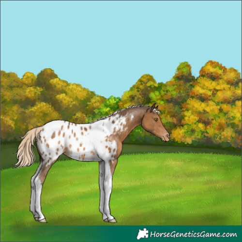 Horse Color:Chocolate Palomino Tobiano Appaloosa Rabicano 