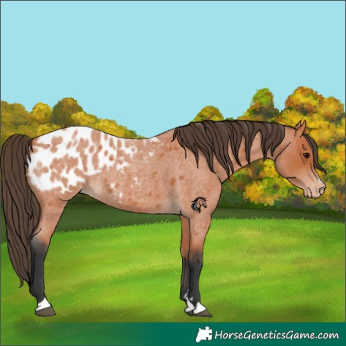 Horse Color:Bay Roan Appaloosa 