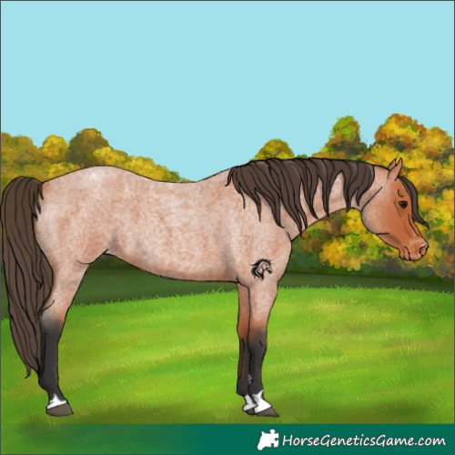 Horse Color:Bay Roan Appaloosa 