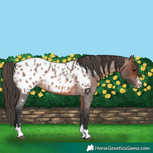 Horse Color:Brown Roan Appaloosa 