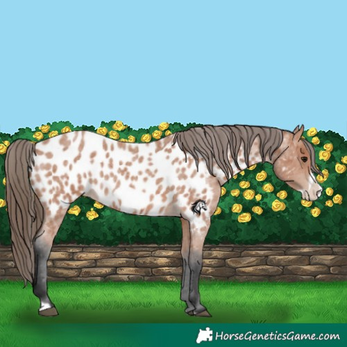 Horse Color:Bay Roan Frame Appaloosa 