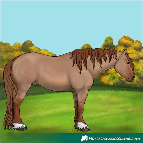 Horse Color:Red Dun