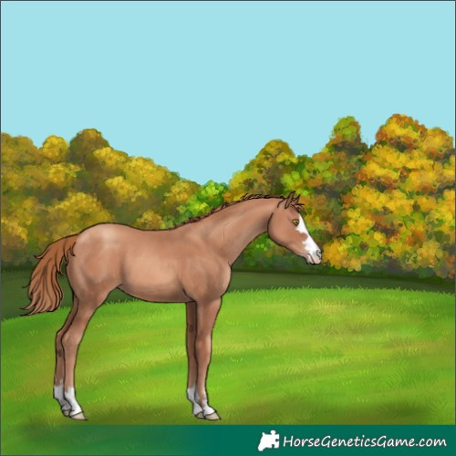 Horse Color:Gold Champagne 