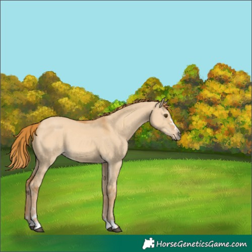 Horse Color:Red Dun 