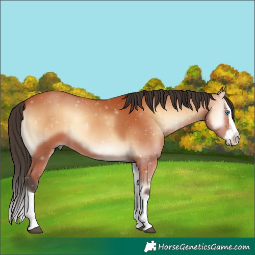 Horse Color:Bay Onyx Splash