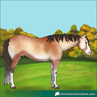 Horse Color:Bay Onyx Splash