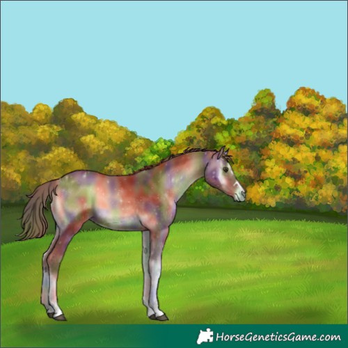 Horse Color:Nacre Red Onyx 
