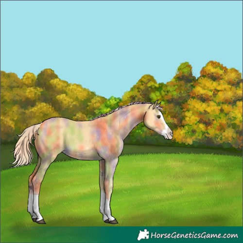 Horse Color:Nacre Palomino Dun Splash 
