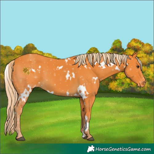Horse Color:Watercolor White Spotted Chocolate Palomino Appaloosa 