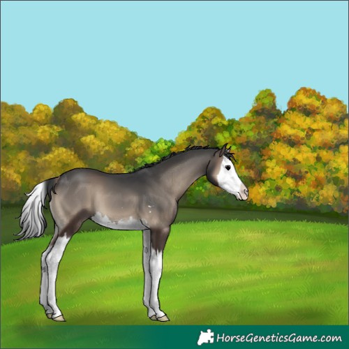 Horse Color:Blue Onyx Splash 
