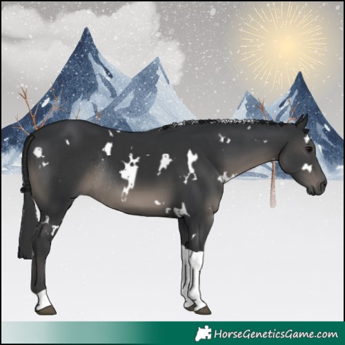 Horse Color:White Spotted Black Tobiano Rabicano 