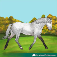 Horse Color:Gray Bay