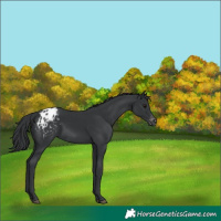 Horse Color:Black Appaloosa Rabicano