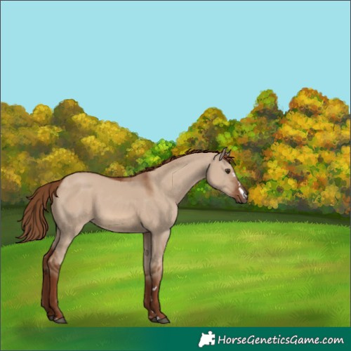 Horse Color:Red Dun 
