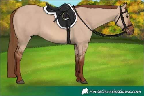 Horse Color:Red Dun 