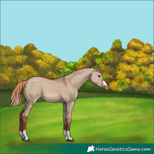 Horse Color:Red Dun 