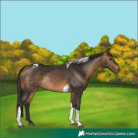 Horse Color:Buckskin Tobiano 