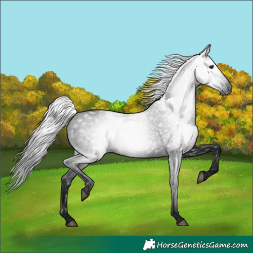 Horse Color:Gray White Spotted Black 