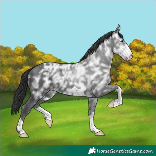 Horse Color:Black Ice 