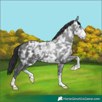 Horse Color:Black Ice 