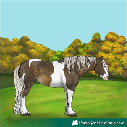Horse Color:Silver Buckskin Splash Tobiano