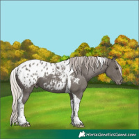 Horse Color:Silver Black Tobiano Appaloosa 