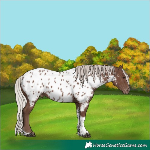 Horse Color:Silver Black Tobiano Appaloosa 