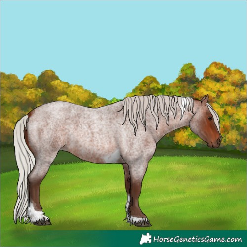 Horse Color:Silver Brown Roan Tobiano Rabicano 
