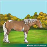 Horse Color:Silver Buckskin Tobiano 