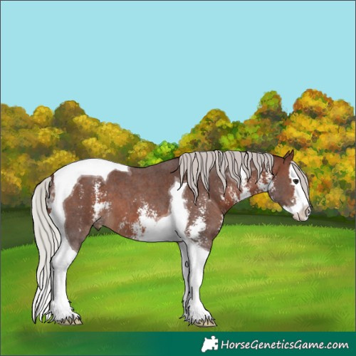 Horse Color:Silver Brown Sabino Splash Tobiano 