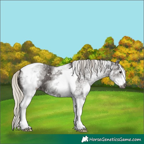 Horse Color:Gray White Spotted Silver Black Tobiano 