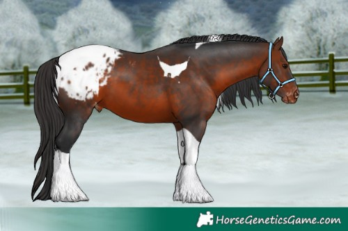 Horse Color:Bay Tobiano Appaloosa