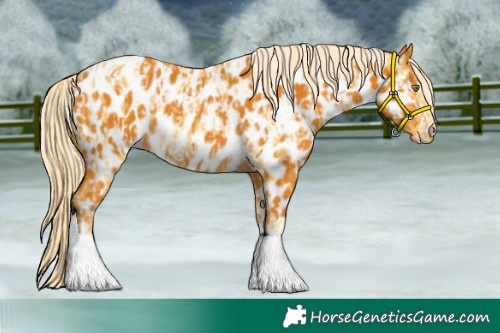 Horse Color:Palomino Appaloosa  and Gray Palomino Appaloosa 