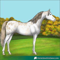 Horse Color:White Spotted Buckskin Pearl Splash Varnish Rabicano 