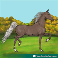 Horse Color:Silver Black