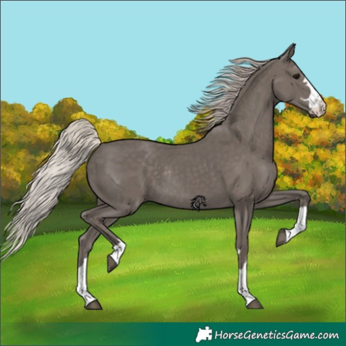 Horse Color:Silver Black Rabicano 